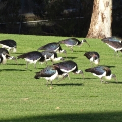 Threskiornis spinicollis at Capital Hill, ACT - 24 May 2017 04:18 PM