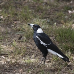 Gymnorhina tibicen (Australian Magpie) at Higgins, ACT - 11 Sep 2017 by AlisonMilton