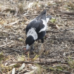 Gymnorhina tibicen (Australian Magpie) at Higgins, ACT - 11 Sep 2017 by Alison Milton