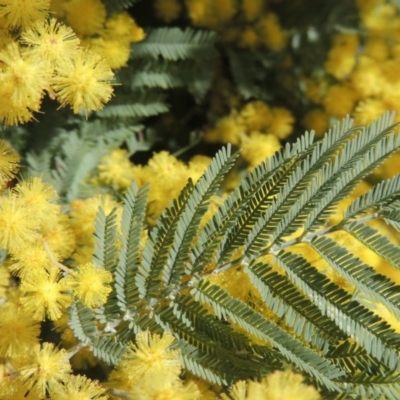 Acacia dealbata (Silver Wattle) at Bonython, ACT - 4 Sep 2017 by michaelb