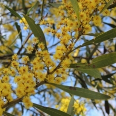 Acacia rubida (Red-stemmed Wattle, Red-leaved Wattle) at Bonython, ACT - 5 Sep 2017 by michaelb