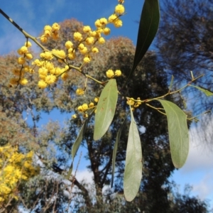 Acacia pycnantha at Chisholm, ACT - 6 Sep 2017