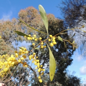 Acacia pycnantha at Chisholm, ACT - 6 Sep 2017