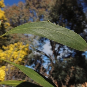 Acacia pycnantha at Chisholm, ACT - 6 Sep 2017 10:01 AM