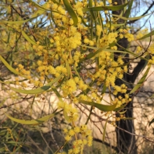 Acacia rubida at Molonglo River Reserve - 10 Sep 2017