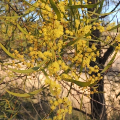 Acacia rubida (Red-stemmed Wattle, Red-leaved Wattle) at Molonglo River Reserve - 10 Sep 2017 by michaelb