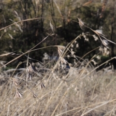 Themeda triandra (Kangaroo Grass) at Molonglo Valley, ACT - 10 Sep 2017 by michaelb