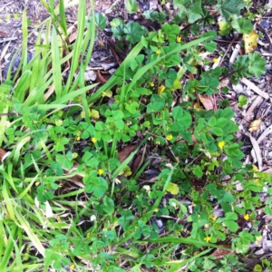 Medicago polymorpha at Hughes, ACT - 11 Sep 2017