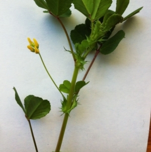 Medicago polymorpha at Hughes, ACT - 11 Sep 2017