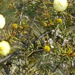 Acacia ulicifolia (Prickly Moses) at Isaacs Ridge - 12 Sep 2017 by Mike