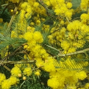 Acacia decurrens at Isaacs Ridge - 12 Sep 2017 11:12 AM