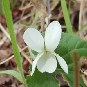 Viola odorata at Jerrabomberra, ACT - 12 Sep 2017