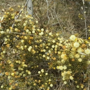 Acacia ulicifolia at Jerrabomberra, ACT - 12 Sep 2017