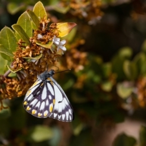 Belenois java at Murrumbateman, NSW - 12 Sep 2017