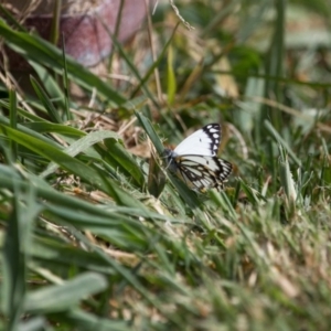 Belenois java at Murrumbateman, NSW - 12 Sep 2017 11:01 AM