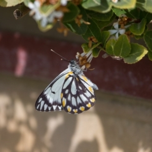 Belenois java at Murrumbateman, NSW - 12 Sep 2017