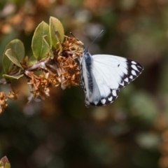 Belenois java at Murrumbateman, NSW - 12 Sep 2017 11:01 AM