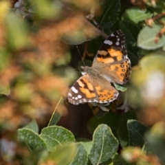 Vanessa kershawi (Australian Painted Lady) at Murrumbateman, NSW - 12 Sep 2017 by SallyandPeter