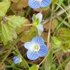 Veronica persica (Creeping Speedwell) at Isaacs Ridge - 12 Sep 2017 by Mike