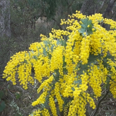 Acacia baileyana (Cootamundra Wattle, Golden Mimosa) at Isaacs Ridge - 12 Sep 2017 by Mike