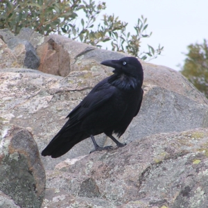 Corvus coronoides at Mount Taylor - 12 Sep 2017 12:20 PM