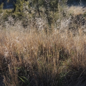 Eragrostis curvula at Molonglo River Reserve - 10 Sep 2017 06:21 PM