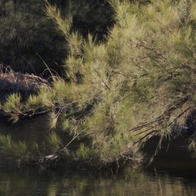 Casuarina cunninghamiana subsp. cunninghamiana (River She-Oak, River Oak) at Molonglo River Reserve - 10 Sep 2017 by michaelb