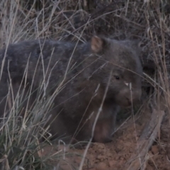 Vombatus ursinus (Common wombat, Bare-nosed Wombat) at Molonglo River Reserve - 10 Sep 2017 by michaelb