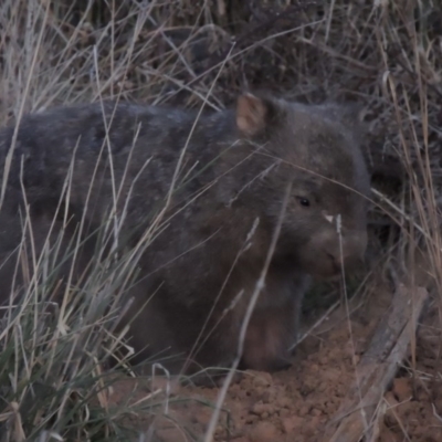 Vombatus ursinus (Bare-nosed Wombat) at Molonglo Valley, ACT - 10 Sep 2017 by MichaelBedingfield