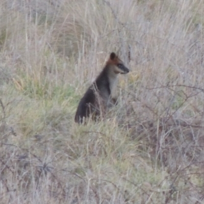 Wallabia bicolor (Swamp Wallaby) at Molonglo Valley, ACT - 10 Sep 2017 by MichaelBedingfield
