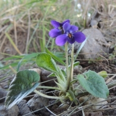 Viola odorata (Sweet Violet, Common Violet) at Molonglo Valley, ACT - 10 Sep 2017 by MichaelBedingfield