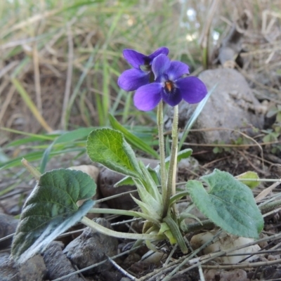 Viola odorata (Sweet Violet, Common Violet) at Molonglo River Reserve - 10 Sep 2017 by michaelb