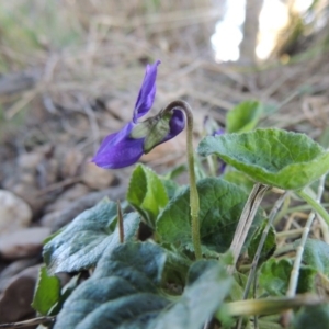 Viola odorata at Molonglo River Reserve - 10 Sep 2017