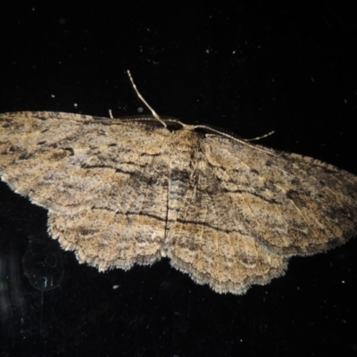 Ectropis (genus) (An engrailed moth) at Conder, ACT - 11 Sep 2017 by MichaelBedingfield