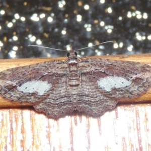 Chloroclystis filata at Conder, ACT - 10 Sep 2017