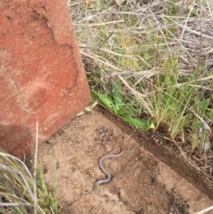 Aprasia parapulchella (Pink-tailed Worm-lizard) at Molonglo River Reserve - 12 Sep 2017 by RichardMilner