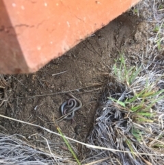 Aprasia parapulchella (Pink-tailed Worm-lizard) at Denman Prospect, ACT - 12 Sep 2017 by RichardMilner