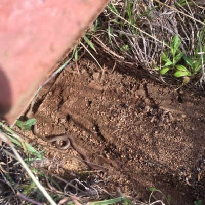 Aprasia parapulchella (Pink-tailed Worm-lizard) at Molonglo River Reserve - 12 Sep 2017 by RichardMilner