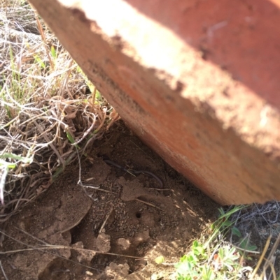 Aprasia parapulchella (Pink-tailed Worm-lizard) at Molonglo River Reserve - 12 Sep 2017 by RichardMilner