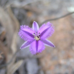 Thysanotus patersonii (Twining Fringe Lily) at Mount Taylor - 12 Sep 2017 by MatthewFrawley