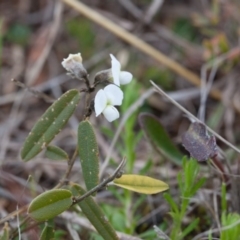 Hovea heterophylla at Murrumbateman, NSW - 13 Sep 2017