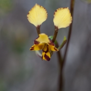 Diuris pardina at Murrumbateman, NSW - 13 Sep 2017