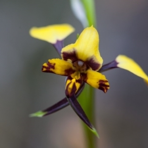 Diuris pardina at Murrumbateman, NSW - 13 Sep 2017