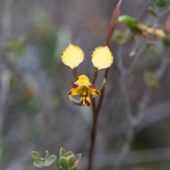 Diuris pardina at Murrumbateman, NSW - 13 Sep 2017