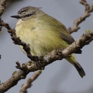 Acanthiza chrysorrhoa at Griffith, ACT - 9 Sep 2017