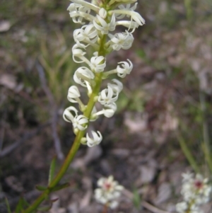 Stackhousia monogyna at Kambah, ACT - 12 Sep 2017