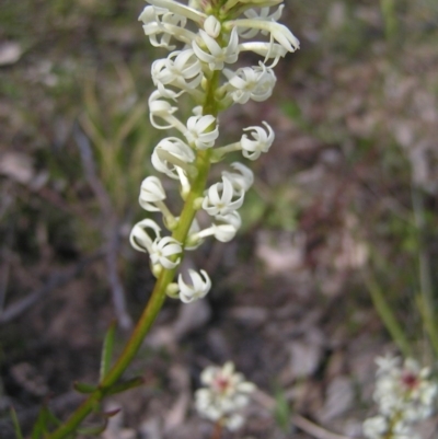 Stackhousia monogyna (Creamy Candles) at Mount Taylor - 12 Sep 2017 by MatthewFrawley