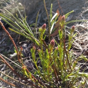 Stackhousia monogyna at Canberra Central, ACT - 10 Sep 2017