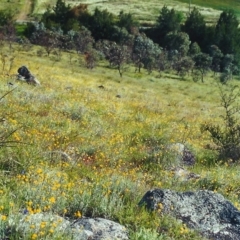 Chrysocephalum apiculatum (Common Everlasting) at Point Hut to Tharwa - 16 Nov 2001 by michaelb