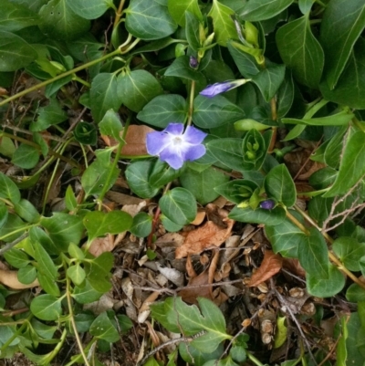 Vinca major (Blue Periwinkle) at Garran, ACT - 11 Sep 2017 by ruthkerruish